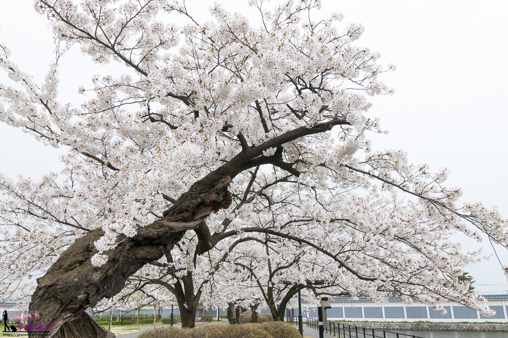 新潟市,新潟新發田城,新潟旅遊,新潟景點,新發田城,日本東北ㄅ,日本賞櫻