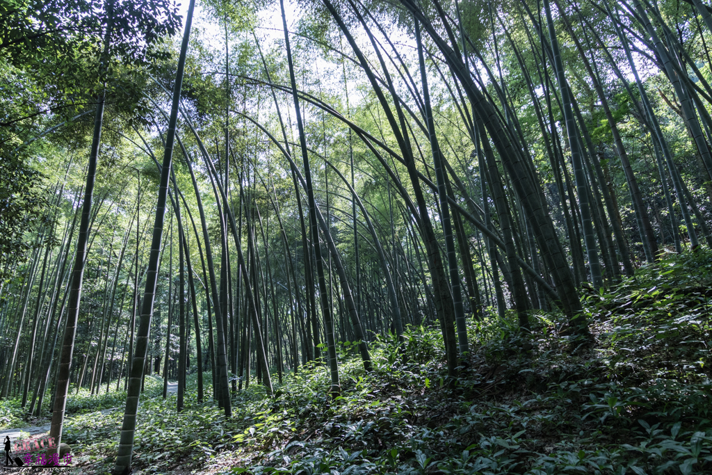 雲棲竹徑