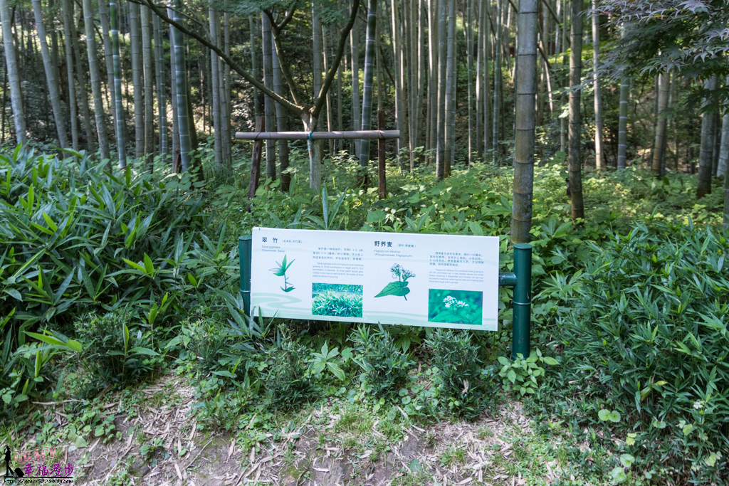 雲棲竹徑 雲棲竹徑
