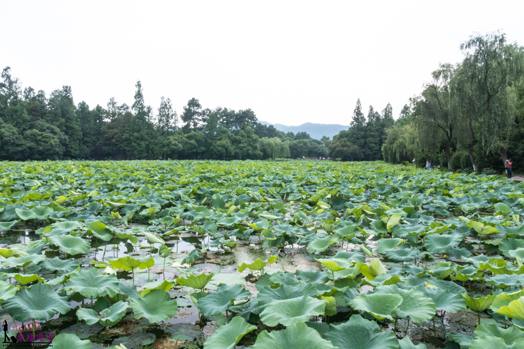 杭州西湖 杭州西湖