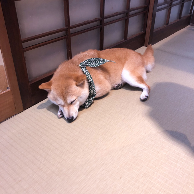 京都豆柴咖啡