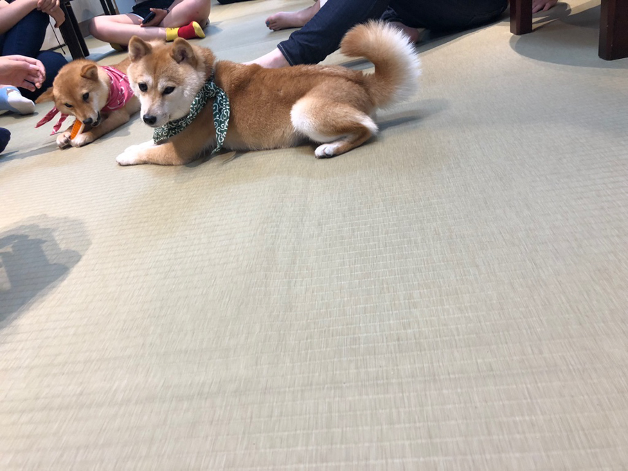 京都豆柴咖啡 京都豆柴咖啡