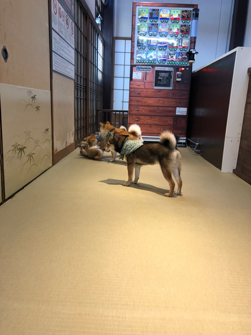 京都豆柴咖啡
