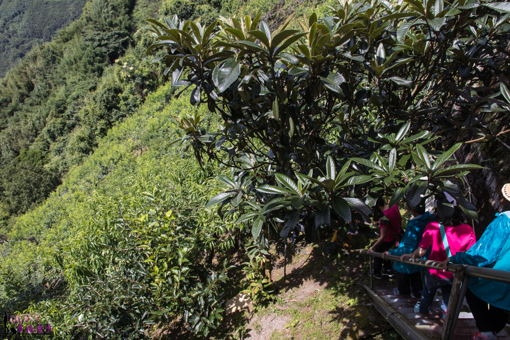 拉拉山小果農體驗之旅 拉拉山小果農體驗之旅