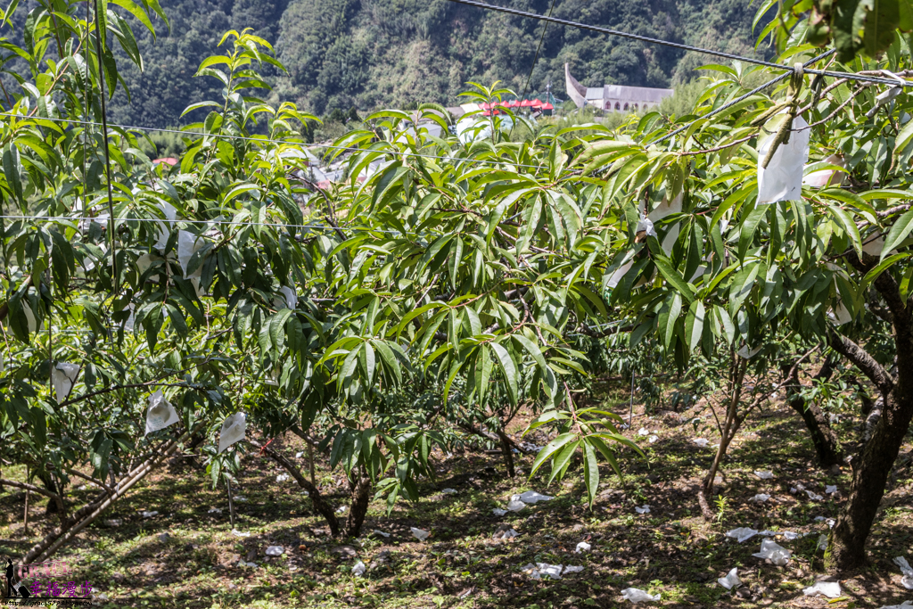 拉拉山小果農體驗之旅 拉拉山小果農體驗之旅
