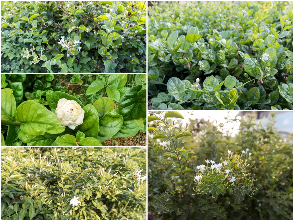 花仙子趣農村 花壇鄉農會