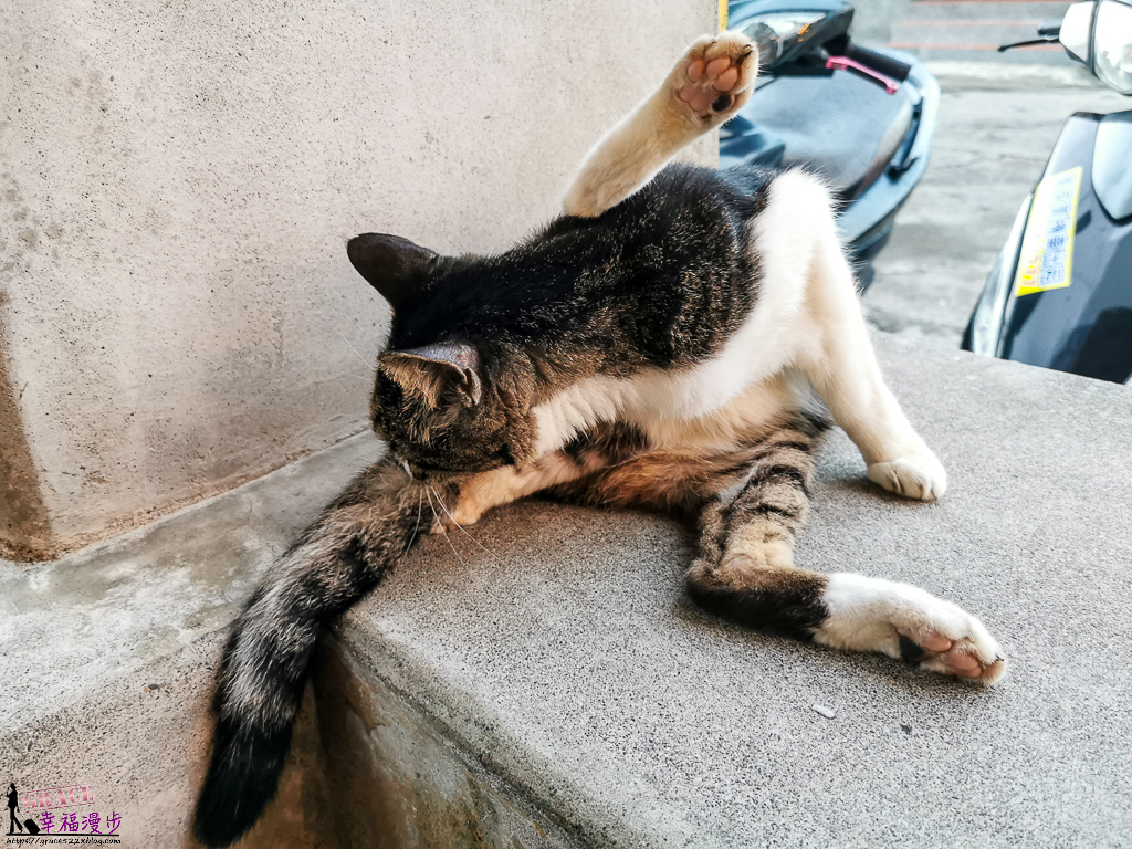 人魚和貓