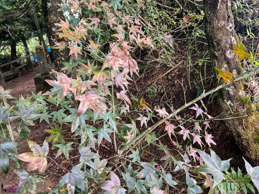馬拉邦山,馬拉邦山步道,馬拉邦山 珠湖登山口,馬拉邦山 楓葉 馬拉邦山,馬拉邦山步道,馬拉邦山 珠湖登山口,馬拉邦山 楓葉