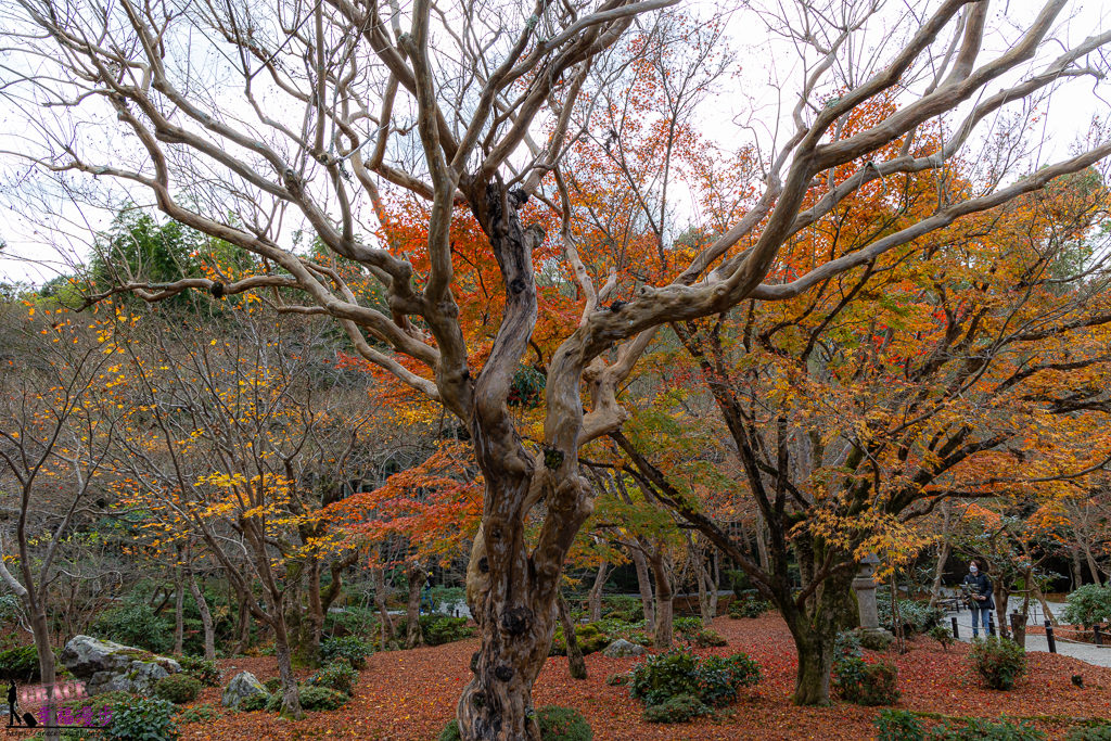 圓光寺 ，京都