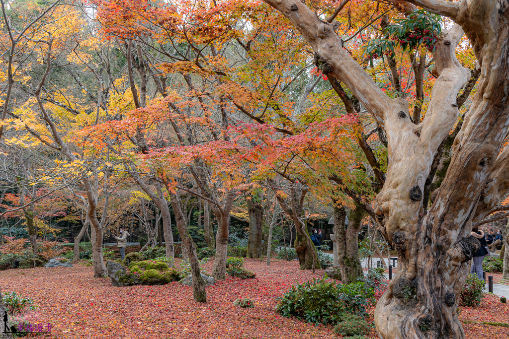 圓光寺 ,京都 圓光寺 ,京都