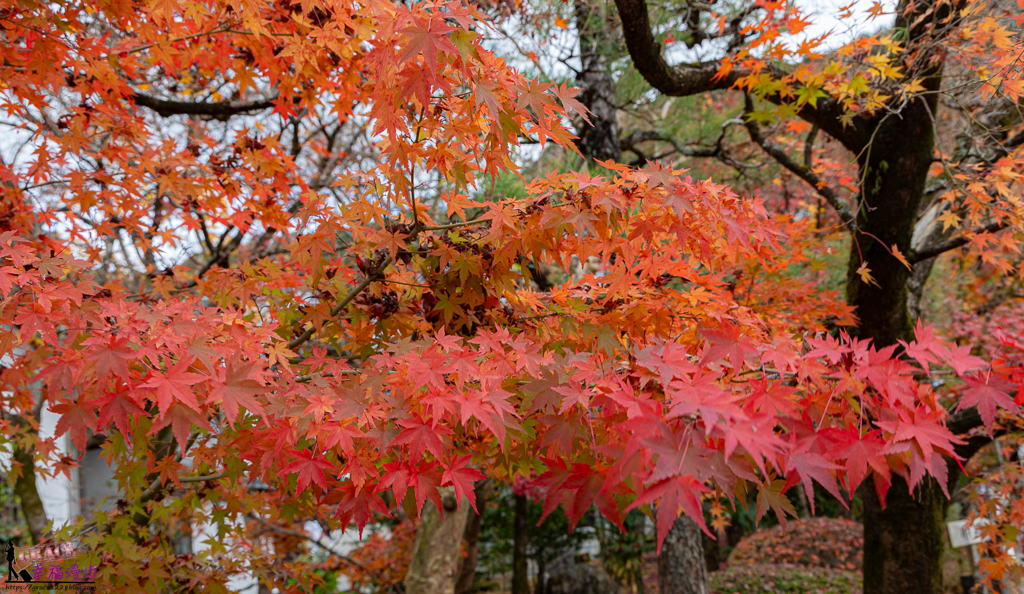 永觀堂(禪林寺)，永觀堂，禪林寺，賞楓景點