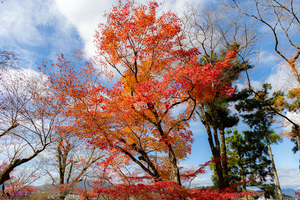 永觀堂(禪林寺),永觀堂,禪林寺,賞楓景點 永觀堂(禪林寺),永觀堂,禪林寺,賞楓景點