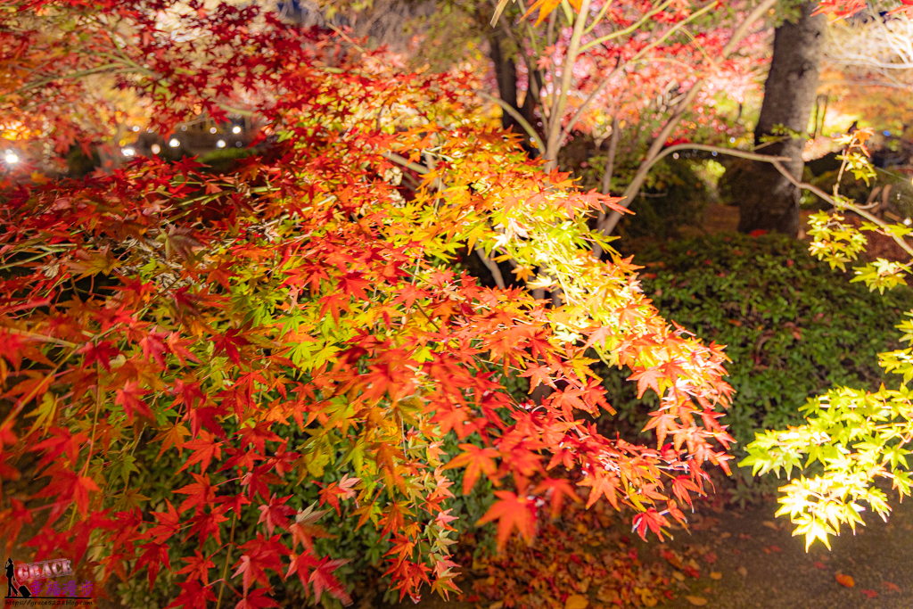 京都景點,京都景點推薦,京都東寺,京都賞楓,京都賞楓推薦,京都賞楓景點,日本東寺,東寺,東寺 夜間,東寺 夜間參拜,東寺 晚上,東寺 門票,東寺的評論,東寺賞楓 京都景點,京都景點推薦,京都東寺,京都賞楓,京都賞楓推薦,京都賞楓景點,日本東寺,東寺,東寺 夜間,東寺 夜間參拜,東寺 晚上,東寺 門票,東寺的評論,東寺賞楓