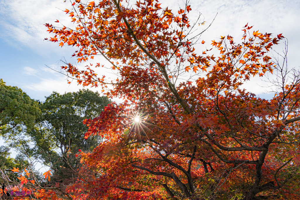 京都景點,京都景點推薦,京都東寺,京都賞楓,京都賞楓推薦,京都賞楓景點,日本東寺,東寺,東寺 夜間,東寺 夜間參拜,東寺 晚上,東寺 門票,東寺的評論,東寺賞楓 京都景點,京都景點推薦,京都東寺,京都賞楓,京都賞楓推薦,京都賞楓景點,日本東寺,東寺,東寺 夜間,東寺 夜間參拜,東寺 晚上,東寺 門票,東寺的評論,東寺賞楓