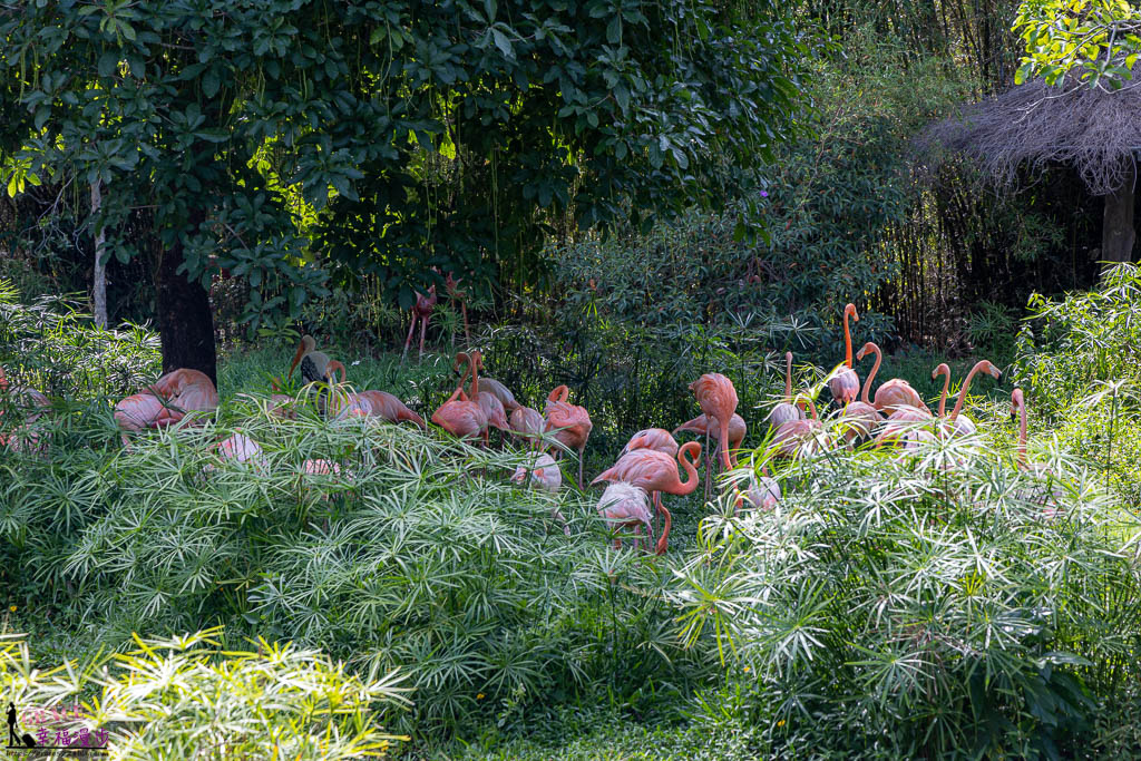 富國島珍珠野生動物園