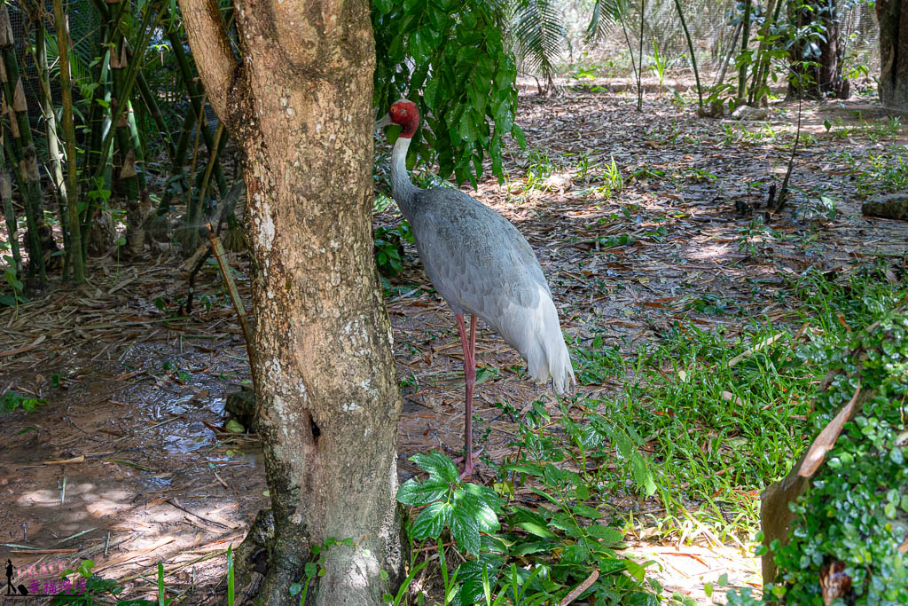 富國島珍珠野生動物園