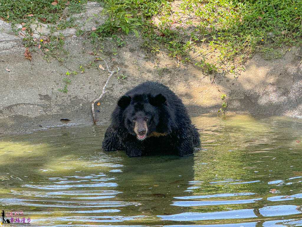 safari 富國島,富國島 親子,富國島 野生動物園,富國島動物園,富國島動物園接駁車,富國島動物園遊園車,富國島動物園餐廳,富國島旅遊,富國島旅遊推薦,富國島景點,富國島景點地圖,富國島景點推薦,富國島珍珠野生動物園,富國島珍珠野生動物園攻略,富國島的天氣,富國島行程,富國島野生動物園,富國島野生動物園遊園車,富國島野生動物園餐廳,珍珠動物園,珍珠野生動物園,珍珠野生動物園地圖,珍珠野生動物園遊園車,珍珠野生動物園餐廳,長頸鹿餐廳 safari 富國島,富國島 親子,富國島 野生動物園,富國島動物園,富國島動物園接駁車,富國島動物園遊園車,富國島動物園餐廳,富國島旅遊,富國島旅遊推薦,富國島景點,富國島景點地圖,富國島景點推薦,富國島珍珠野生動物園,富國島珍珠野生動物園攻略,富國島的天氣,富國島行程,富國島野生動物園,富國島野生動物園遊園車,富國島野生動物園餐廳,珍珠動物園,珍珠野生動物園,珍珠野生動物園地圖,珍珠野生動物園遊園車,珍珠野生動物園餐廳,長頸鹿餐廳