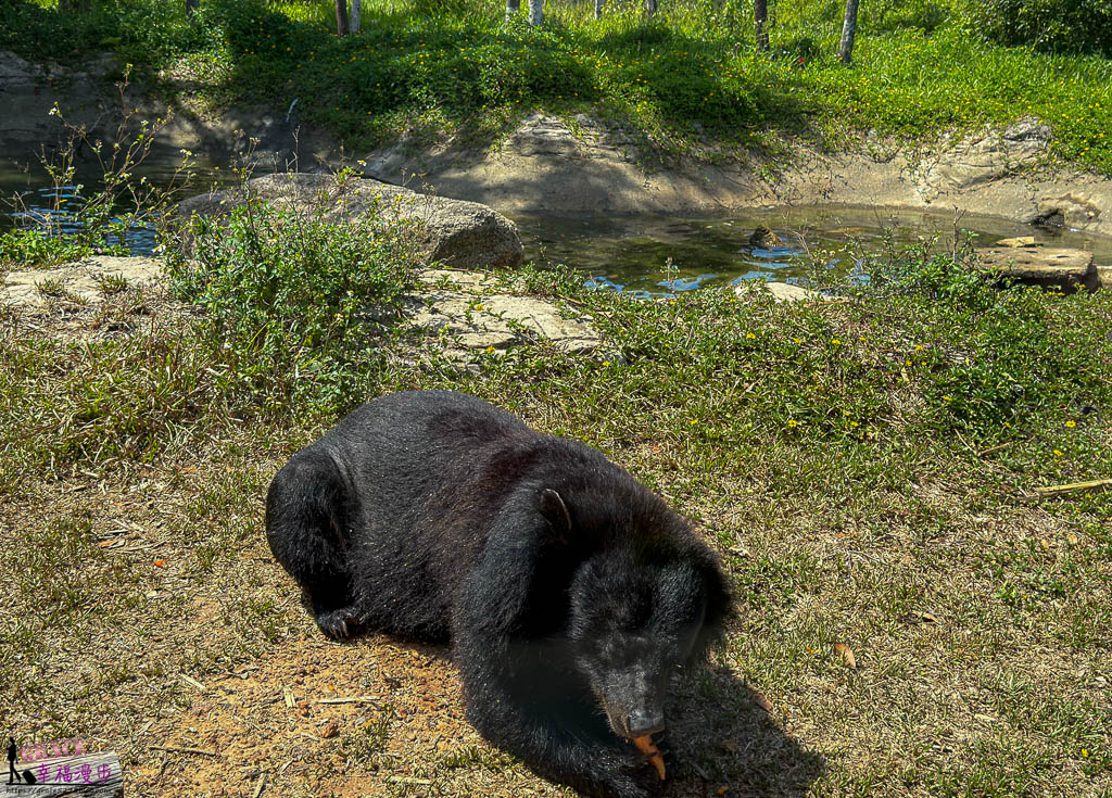 safari 富國島,富國島 親子,富國島 野生動物園,富國島動物園,富國島動物園接駁車,富國島動物園遊園車,富國島動物園餐廳,富國島旅遊,富國島旅遊推薦,富國島景點,富國島景點地圖,富國島景點推薦,富國島珍珠野生動物園,富國島珍珠野生動物園攻略,富國島的天氣,富國島行程,富國島野生動物園,富國島野生動物園遊園車,富國島野生動物園餐廳,珍珠動物園,珍珠野生動物園,珍珠野生動物園地圖,珍珠野生動物園遊園車,珍珠野生動物園餐廳,長頸鹿餐廳