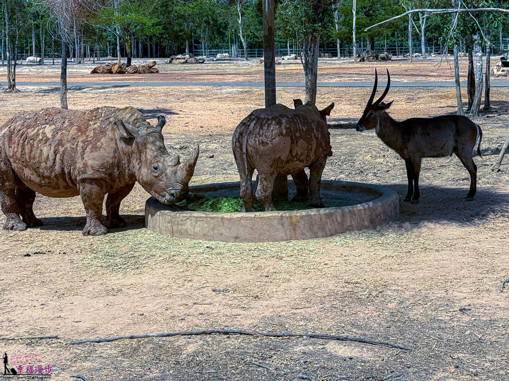 safari 富國島,富國島 親子,富國島 野生動物園,富國島動物園,富國島動物園接駁車,富國島動物園遊園車,富國島動物園餐廳,富國島旅遊,富國島旅遊推薦,富國島景點,富國島景點地圖,富國島景點推薦,富國島珍珠野生動物園,富國島珍珠野生動物園攻略,富國島的天氣,富國島行程,富國島野生動物園,富國島野生動物園遊園車,富國島野生動物園餐廳,珍珠動物園,珍珠野生動物園,珍珠野生動物園地圖,珍珠野生動物園遊園車,珍珠野生動物園餐廳,長頸鹿餐廳