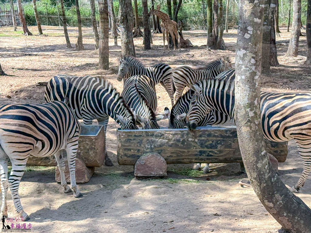 safari 富國島,富國島 親子,富國島 野生動物園,富國島動物園,富國島動物園接駁車,富國島動物園遊園車,富國島動物園餐廳,富國島旅遊,富國島旅遊推薦,富國島景點,富國島景點地圖,富國島景點推薦,富國島珍珠野生動物園,富國島珍珠野生動物園攻略,富國島的天氣,富國島行程,富國島野生動物園,富國島野生動物園遊園車,富國島野生動物園餐廳,珍珠動物園,珍珠野生動物園,珍珠野生動物園地圖,珍珠野生動物園遊園車,珍珠野生動物園餐廳,長頸鹿餐廳 safari 富國島,富國島 親子,富國島 野生動物園,富國島動物園,富國島動物園接駁車,富國島動物園遊園車,富國島動物園餐廳,富國島旅遊,富國島旅遊推薦,富國島景點,富國島景點地圖,富國島景點推薦,富國島珍珠野生動物園,富國島珍珠野生動物園攻略,富國島的天氣,富國島行程,富國島野生動物園,富國島野生動物園遊園車,富國島野生動物園餐廳,珍珠動物園,珍珠野生動物園,珍珠野生動物園地圖,珍珠野生動物園遊園車,珍珠野生動物園餐廳,長頸鹿餐廳