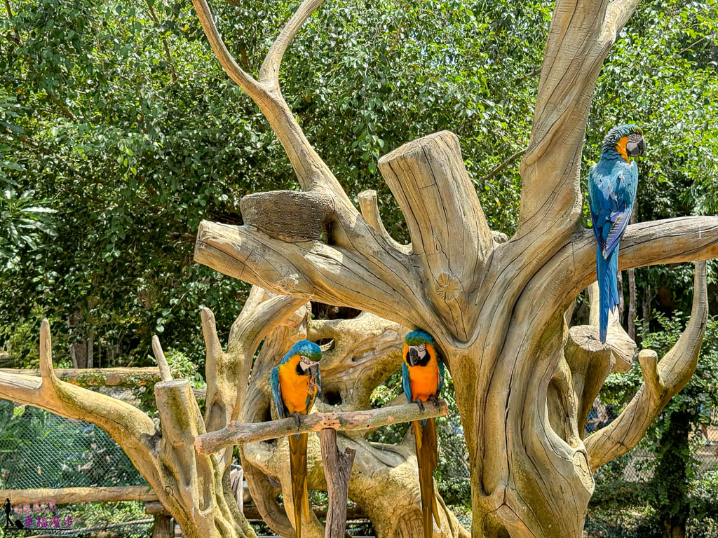 safari 富國島,富國島 親子,富國島 野生動物園,富國島動物園,富國島動物園接駁車,富國島動物園遊園車,富國島動物園餐廳,富國島旅遊,富國島旅遊推薦,富國島景點,富國島景點地圖,富國島景點推薦,富國島珍珠野生動物園,富國島珍珠野生動物園攻略,富國島的天氣,富國島行程,富國島野生動物園,富國島野生動物園遊園車,富國島野生動物園餐廳,珍珠動物園,珍珠野生動物園,珍珠野生動物園地圖,珍珠野生動物園遊園車,珍珠野生動物園餐廳,長頸鹿餐廳 safari 富國島,富國島 親子,富國島 野生動物園,富國島動物園,富國島動物園接駁車,富國島動物園遊園車,富國島動物園餐廳,富國島旅遊,富國島旅遊推薦,富國島景點,富國島景點地圖,富國島景點推薦,富國島珍珠野生動物園,富國島珍珠野生動物園攻略,富國島的天氣,富國島行程,富國島野生動物園,富國島野生動物園遊園車,富國島野生動物園餐廳,珍珠動物園,珍珠野生動物園,珍珠野生動物園地圖,珍珠野生動物園遊園車,珍珠野生動物園餐廳,長頸鹿餐廳