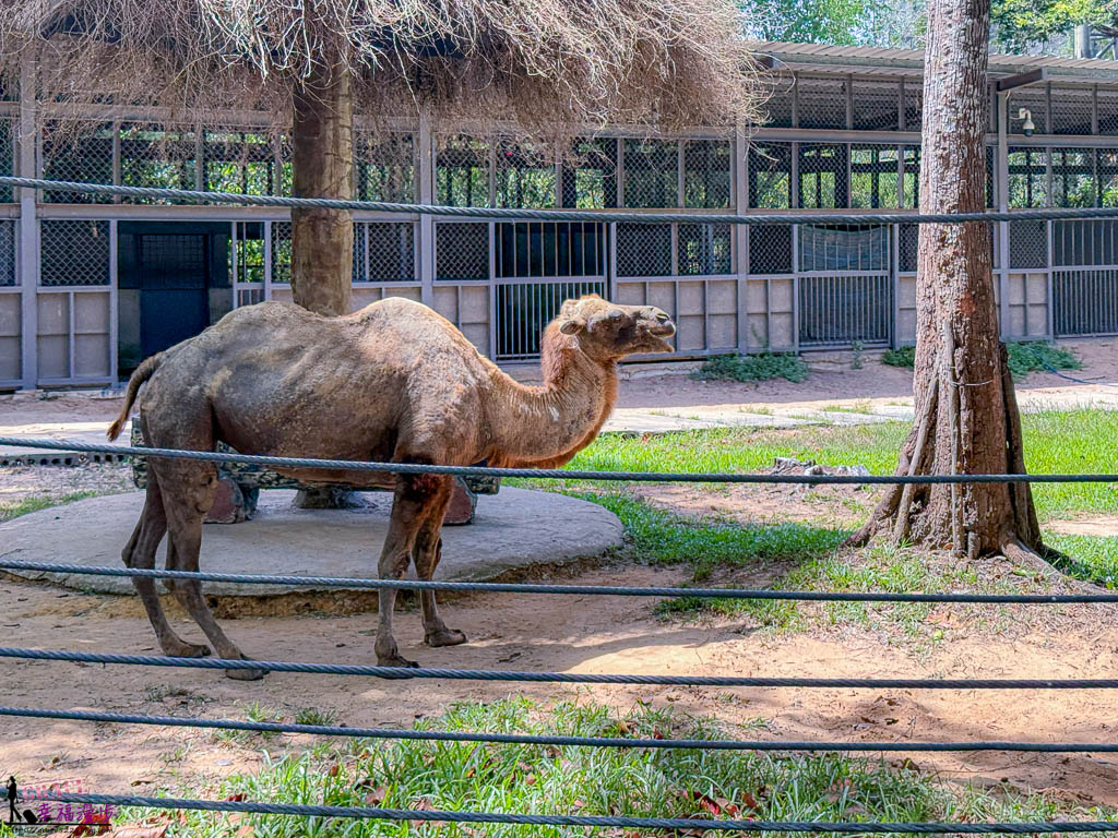 safari 富國島,富國島 親子,富國島 野生動物園,富國島動物園,富國島動物園接駁車,富國島動物園遊園車,富國島動物園餐廳,富國島旅遊,富國島旅遊推薦,富國島景點,富國島景點地圖,富國島景點推薦,富國島珍珠野生動物園,富國島珍珠野生動物園攻略,富國島的天氣,富國島行程,富國島野生動物園,富國島野生動物園遊園車,富國島野生動物園餐廳,珍珠動物園,珍珠野生動物園,珍珠野生動物園地圖,珍珠野生動物園遊園車,珍珠野生動物園餐廳,長頸鹿餐廳 safari 富國島,富國島 親子,富國島 野生動物園,富國島動物園,富國島動物園接駁車,富國島動物園遊園車,富國島動物園餐廳,富國島旅遊,富國島旅遊推薦,富國島景點,富國島景點地圖,富國島景點推薦,富國島珍珠野生動物園,富國島珍珠野生動物園攻略,富國島的天氣,富國島行程,富國島野生動物園,富國島野生動物園遊園車,富國島野生動物園餐廳,珍珠動物園,珍珠野生動物園,珍珠野生動物園地圖,珍珠野生動物園遊園車,珍珠野生動物園餐廳,長頸鹿餐廳