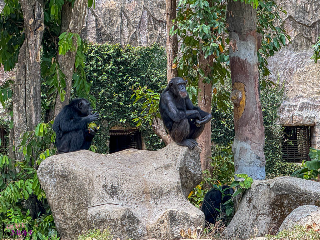 safari 富國島,富國島 親子,富國島 野生動物園,富國島動物園,富國島動物園接駁車,富國島動物園遊園車,富國島動物園餐廳,富國島旅遊,富國島旅遊推薦,富國島景點,富國島景點地圖,富國島景點推薦,富國島珍珠野生動物園,富國島珍珠野生動物園攻略,富國島的天氣,富國島行程,富國島野生動物園,富國島野生動物園遊園車,富國島野生動物園餐廳,珍珠動物園,珍珠野生動物園,珍珠野生動物園地圖,珍珠野生動物園遊園車,珍珠野生動物園餐廳,長頸鹿餐廳