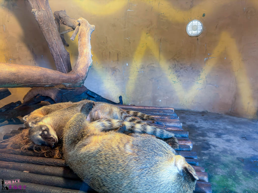 safari 富國島,富國島 親子,富國島 野生動物園,富國島動物園,富國島動物園接駁車,富國島動物園遊園車,富國島動物園餐廳,富國島旅遊,富國島旅遊推薦,富國島景點,富國島景點地圖,富國島景點推薦,富國島珍珠野生動物園,富國島珍珠野生動物園攻略,富國島的天氣,富國島行程,富國島野生動物園,富國島野生動物園遊園車,富國島野生動物園餐廳,珍珠動物園,珍珠野生動物園,珍珠野生動物園地圖,珍珠野生動物園遊園車,珍珠野生動物園餐廳,長頸鹿餐廳 safari 富國島,富國島 親子,富國島 野生動物園,富國島動物園,富國島動物園接駁車,富國島動物園遊園車,富國島動物園餐廳,富國島旅遊,富國島旅遊推薦,富國島景點,富國島景點地圖,富國島景點推薦,富國島珍珠野生動物園,富國島珍珠野生動物園攻略,富國島的天氣,富國島行程,富國島野生動物園,富國島野生動物園遊園車,富國島野生動物園餐廳,珍珠動物園,珍珠野生動物園,珍珠野生動物園地圖,珍珠野生動物園遊園車,珍珠野生動物園餐廳,長頸鹿餐廳