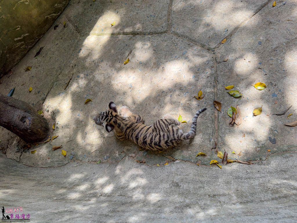 safari 富國島,富國島 親子,富國島 野生動物園,富國島動物園,富國島動物園接駁車,富國島動物園遊園車,富國島動物園餐廳,富國島旅遊,富國島旅遊推薦,富國島景點,富國島景點地圖,富國島景點推薦,富國島珍珠野生動物園,富國島珍珠野生動物園攻略,富國島的天氣,富國島行程,富國島野生動物園,富國島野生動物園遊園車,富國島野生動物園餐廳,珍珠動物園,珍珠野生動物園,珍珠野生動物園地圖,珍珠野生動物園遊園車,珍珠野生動物園餐廳,長頸鹿餐廳
