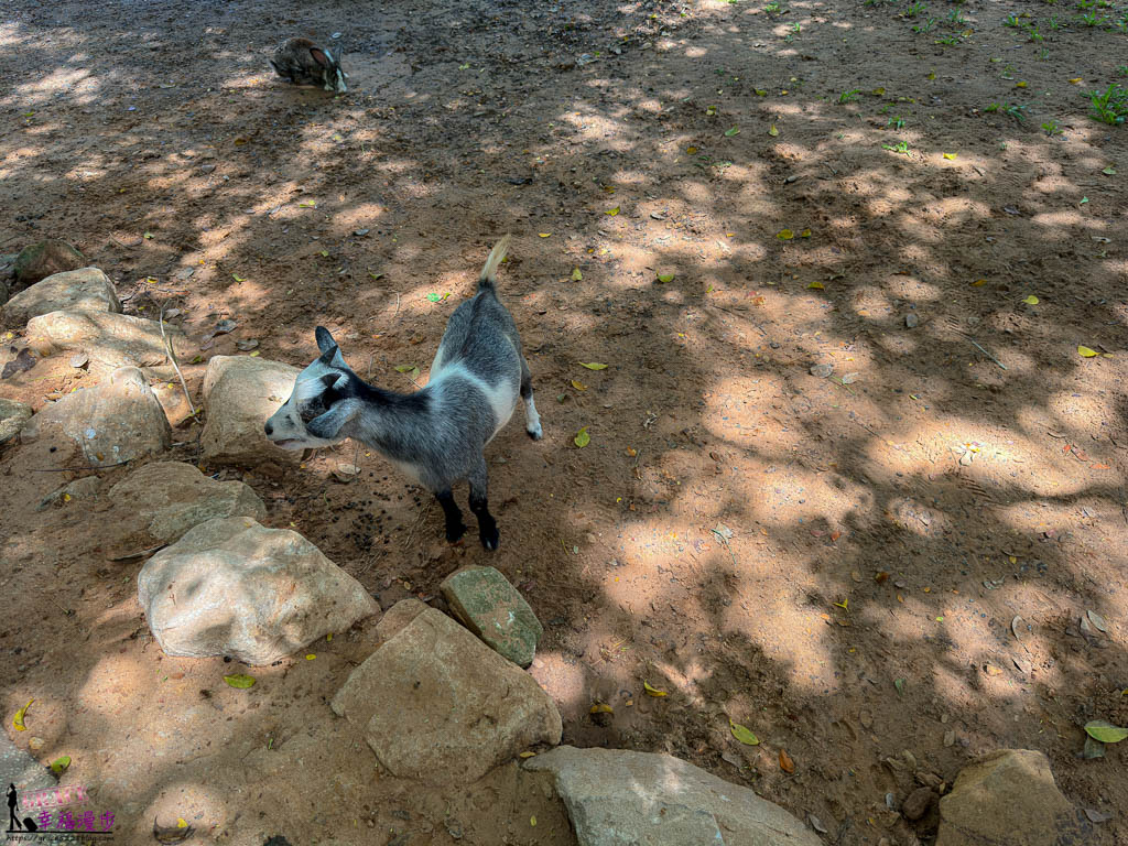 safari 富國島,富國島 親子,富國島 野生動物園,富國島動物園,富國島動物園接駁車,富國島動物園遊園車,富國島動物園餐廳,富國島旅遊,富國島旅遊推薦,富國島景點,富國島景點地圖,富國島景點推薦,富國島珍珠野生動物園,富國島珍珠野生動物園攻略,富國島的天氣,富國島行程,富國島野生動物園,富國島野生動物園遊園車,富國島野生動物園餐廳,珍珠動物園,珍珠野生動物園,珍珠野生動物園地圖,珍珠野生動物園遊園車,珍珠野生動物園餐廳,長頸鹿餐廳
