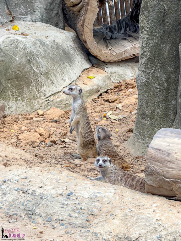 safari 富國島,富國島 親子,富國島 野生動物園,富國島動物園,富國島動物園接駁車,富國島動物園遊園車,富國島動物園餐廳,富國島旅遊,富國島旅遊推薦,富國島景點,富國島景點地圖,富國島景點推薦,富國島珍珠野生動物園,富國島珍珠野生動物園攻略,富國島的天氣,富國島行程,富國島野生動物園,富國島野生動物園遊園車,富國島野生動物園餐廳,珍珠動物園,珍珠野生動物園,珍珠野生動物園地圖,珍珠野生動物園遊園車,珍珠野生動物園餐廳,長頸鹿餐廳 safari 富國島,富國島 親子,富國島 野生動物園,富國島動物園,富國島動物園接駁車,富國島動物園遊園車,富國島動物園餐廳,富國島旅遊,富國島旅遊推薦,富國島景點,富國島景點地圖,富國島景點推薦,富國島珍珠野生動物園,富國島珍珠野生動物園攻略,富國島的天氣,富國島行程,富國島野生動物園,富國島野生動物園遊園車,富國島野生動物園餐廳,珍珠動物園,珍珠野生動物園,珍珠野生動物園地圖,珍珠野生動物園遊園車,珍珠野生動物園餐廳,長頸鹿餐廳