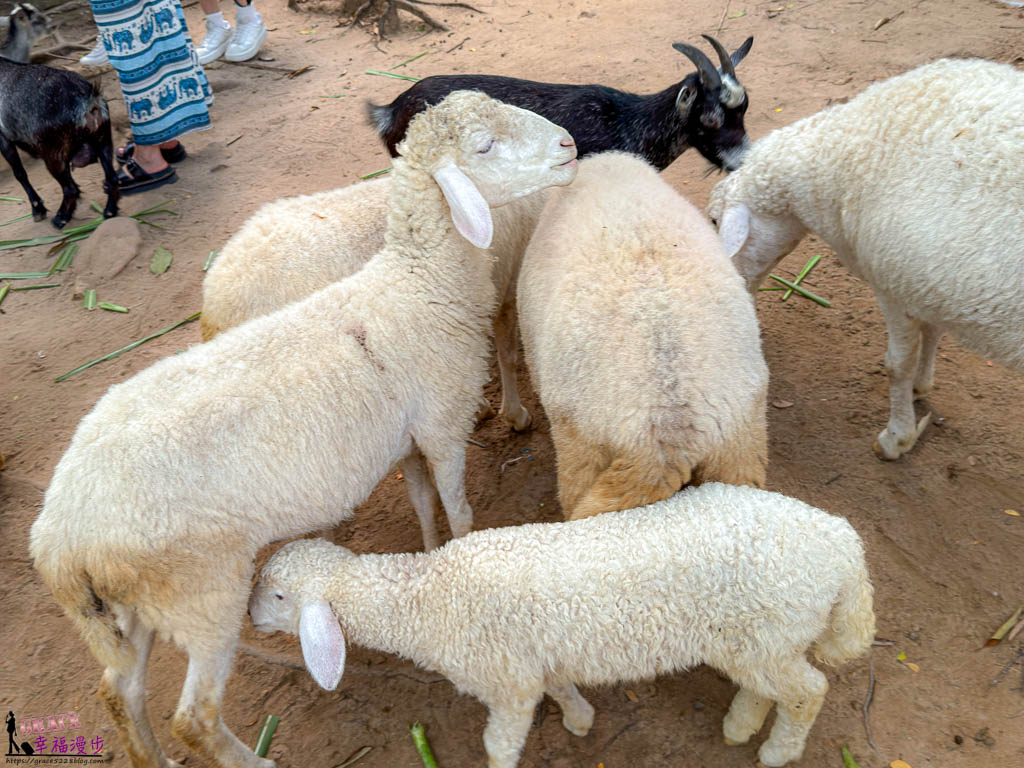 safari 富國島,富國島 親子,富國島 野生動物園,富國島動物園,富國島動物園接駁車,富國島動物園遊園車,富國島動物園餐廳,富國島旅遊,富國島旅遊推薦,富國島景點,富國島景點地圖,富國島景點推薦,富國島珍珠野生動物園,富國島珍珠野生動物園攻略,富國島的天氣,富國島行程,富國島野生動物園,富國島野生動物園遊園車,富國島野生動物園餐廳,珍珠動物園,珍珠野生動物園,珍珠野生動物園地圖,珍珠野生動物園遊園車,珍珠野生動物園餐廳,長頸鹿餐廳 safari 富國島,富國島 親子,富國島 野生動物園,富國島動物園,富國島動物園接駁車,富國島動物園遊園車,富國島動物園餐廳,富國島旅遊,富國島旅遊推薦,富國島景點,富國島景點地圖,富國島景點推薦,富國島珍珠野生動物園,富國島珍珠野生動物園攻略,富國島的天氣,富國島行程,富國島野生動物園,富國島野生動物園遊園車,富國島野生動物園餐廳,珍珠動物園,珍珠野生動物園,珍珠野生動物園地圖,珍珠野生動物園遊園車,珍珠野生動物園餐廳,長頸鹿餐廳