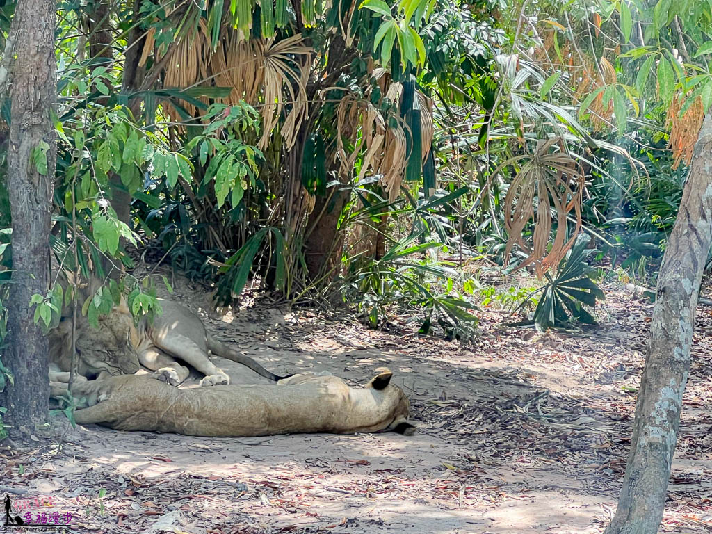 safari 富國島,富國島 親子,富國島 野生動物園,富國島動物園,富國島動物園接駁車,富國島動物園遊園車,富國島動物園餐廳,富國島旅遊,富國島旅遊推薦,富國島景點,富國島景點地圖,富國島景點推薦,富國島珍珠野生動物園,富國島珍珠野生動物園攻略,富國島的天氣,富國島行程,富國島野生動物園,富國島野生動物園遊園車,富國島野生動物園餐廳,珍珠動物園,珍珠野生動物園,珍珠野生動物園地圖,珍珠野生動物園遊園車,珍珠野生動物園餐廳,長頸鹿餐廳 safari 富國島,富國島 親子,富國島 野生動物園,富國島動物園,富國島動物園接駁車,富國島動物園遊園車,富國島動物園餐廳,富國島旅遊,富國島旅遊推薦,富國島景點,富國島景點地圖,富國島景點推薦,富國島珍珠野生動物園,富國島珍珠野生動物園攻略,富國島的天氣,富國島行程,富國島野生動物園,富國島野生動物園遊園車,富國島野生動物園餐廳,珍珠動物園,珍珠野生動物園,珍珠野生動物園地圖,珍珠野生動物園遊園車,珍珠野生動物園餐廳,長頸鹿餐廳