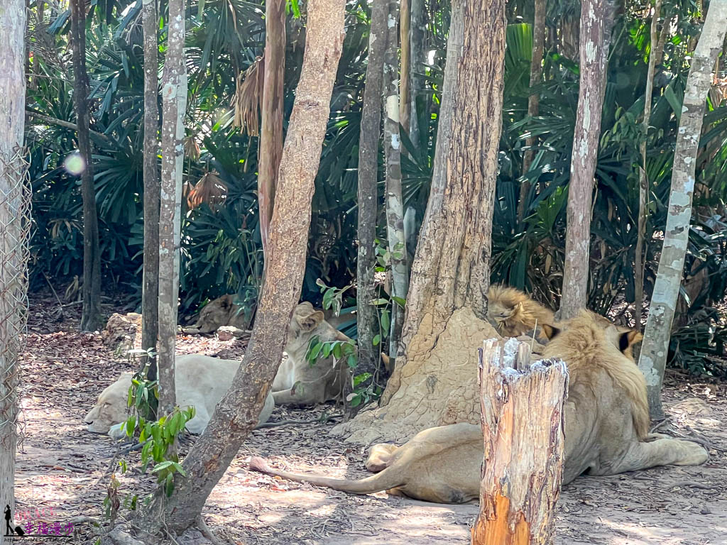 safari 富國島,富國島 親子,富國島 野生動物園,富國島動物園,富國島動物園接駁車,富國島動物園遊園車,富國島動物園餐廳,富國島旅遊,富國島旅遊推薦,富國島景點,富國島景點地圖,富國島景點推薦,富國島珍珠野生動物園,富國島珍珠野生動物園攻略,富國島的天氣,富國島行程,富國島野生動物園,富國島野生動物園遊園車,富國島野生動物園餐廳,珍珠動物園,珍珠野生動物園,珍珠野生動物園地圖,珍珠野生動物園遊園車,珍珠野生動物園餐廳,長頸鹿餐廳 safari 富國島,富國島 親子,富國島 野生動物園,富國島動物園,富國島動物園接駁車,富國島動物園遊園車,富國島動物園餐廳,富國島旅遊,富國島旅遊推薦,富國島景點,富國島景點地圖,富國島景點推薦,富國島珍珠野生動物園,富國島珍珠野生動物園攻略,富國島的天氣,富國島行程,富國島野生動物園,富國島野生動物園遊園車,富國島野生動物園餐廳,珍珠動物園,珍珠野生動物園,珍珠野生動物園地圖,珍珠野生動物園遊園車,珍珠野生動物園餐廳,長頸鹿餐廳