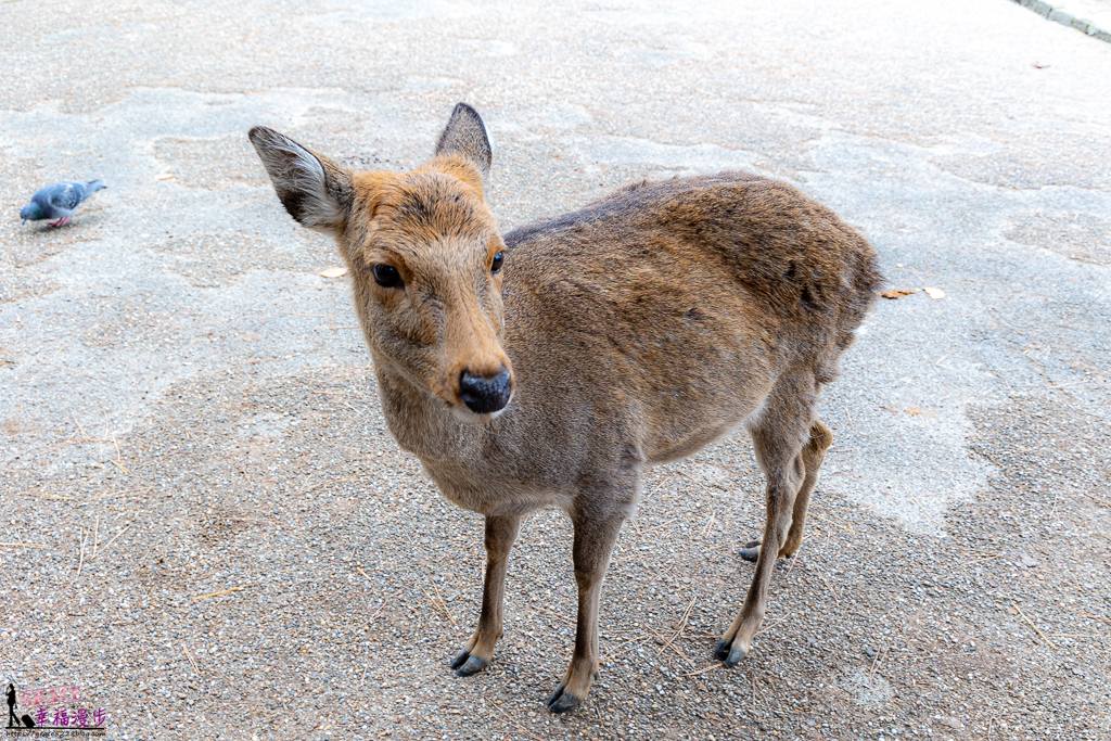 奈良公園