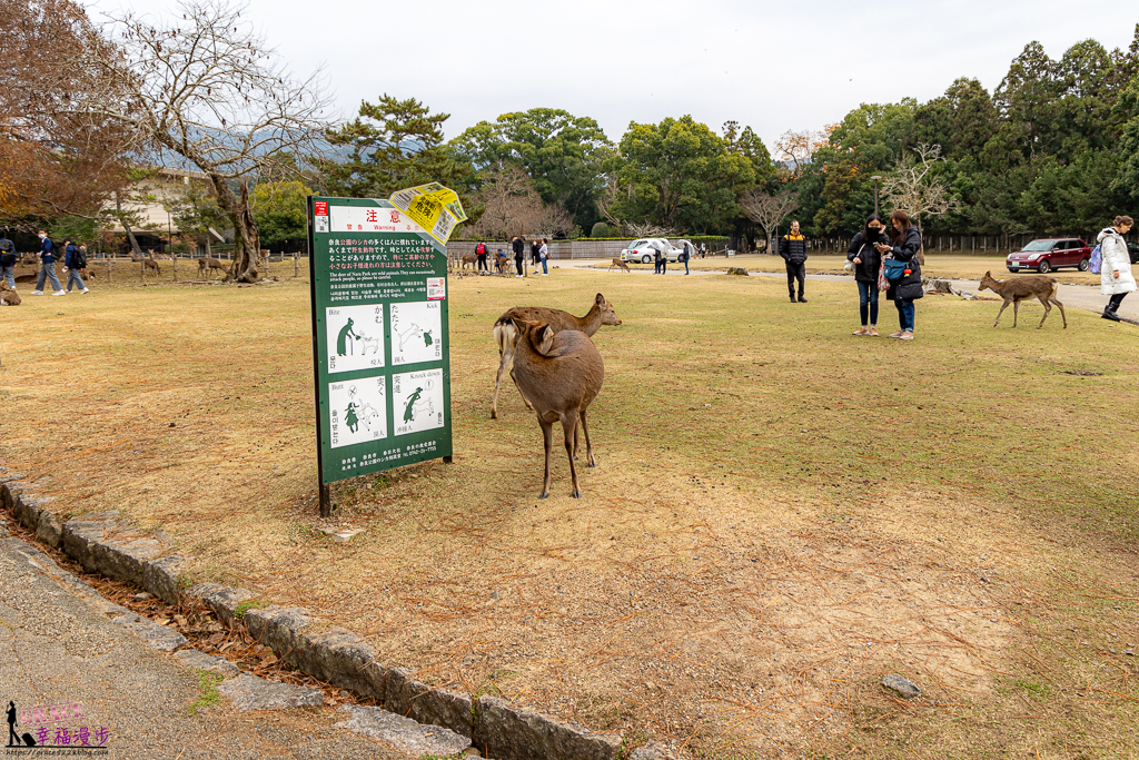 奈良公園