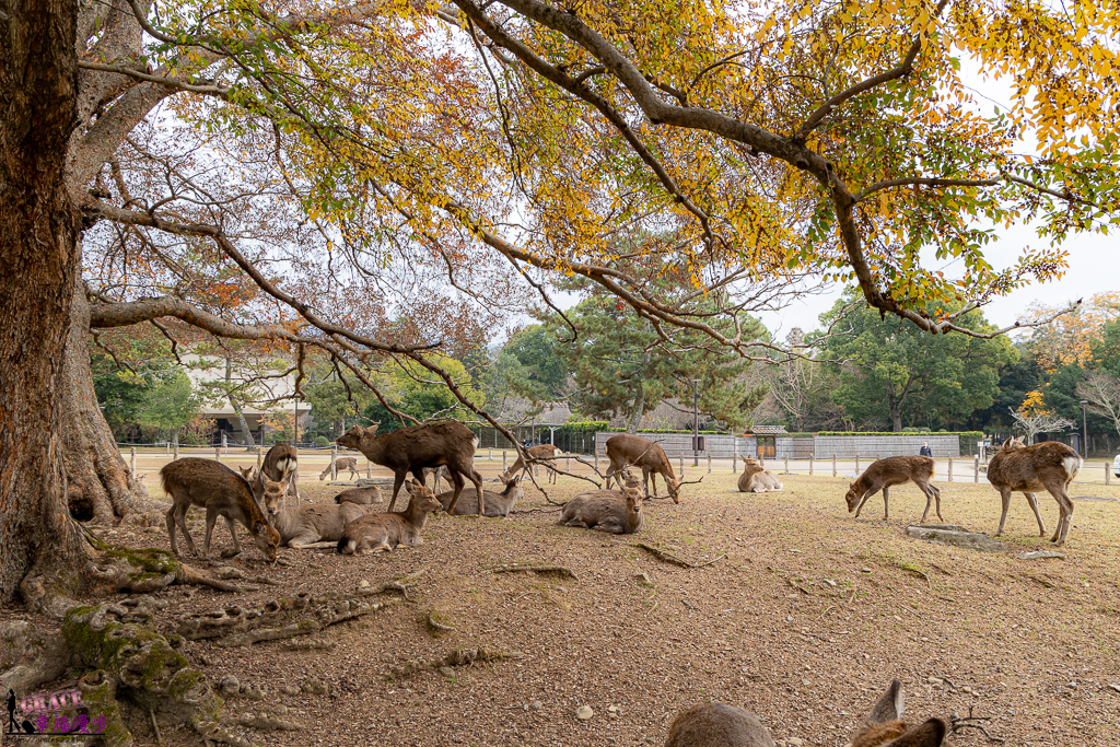 奈良公園