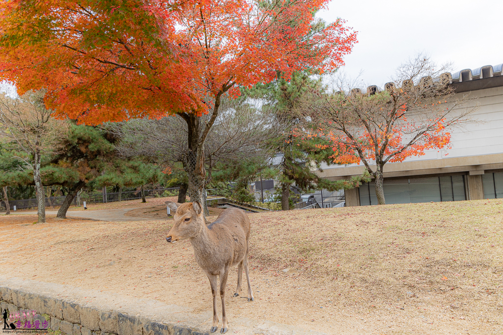 奈良公園