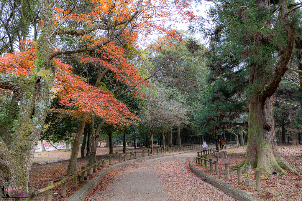 奈良公園