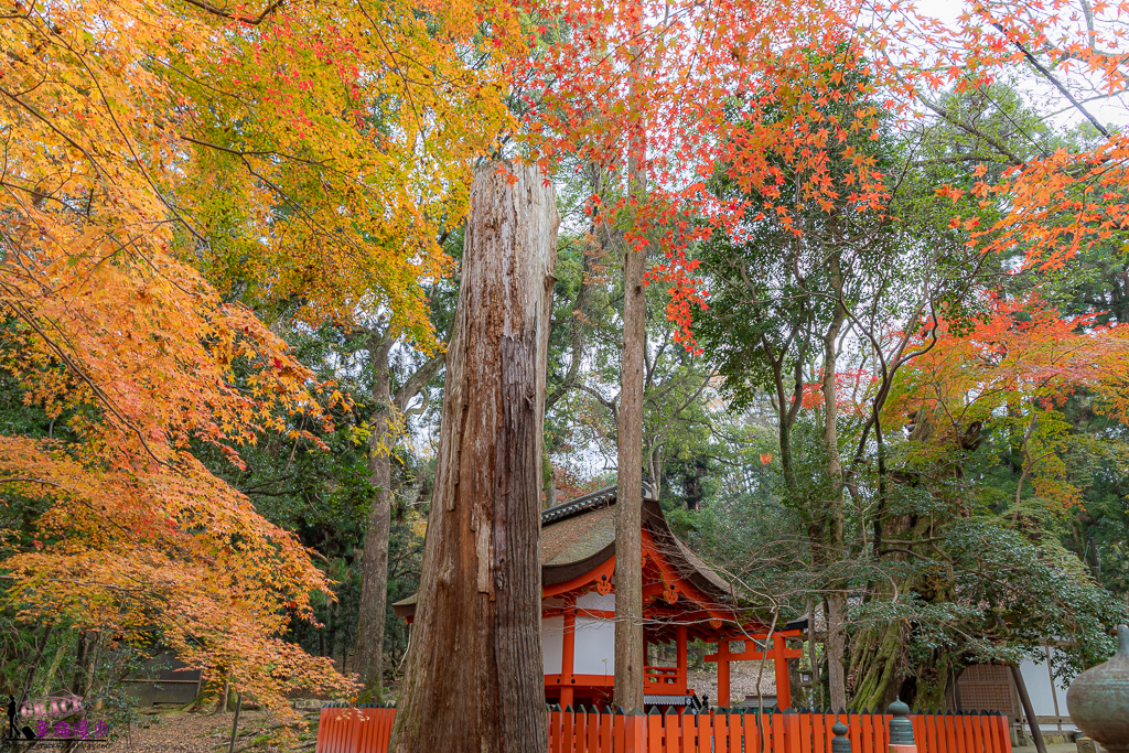 奈良公園