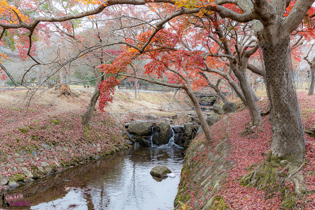 奈良公園