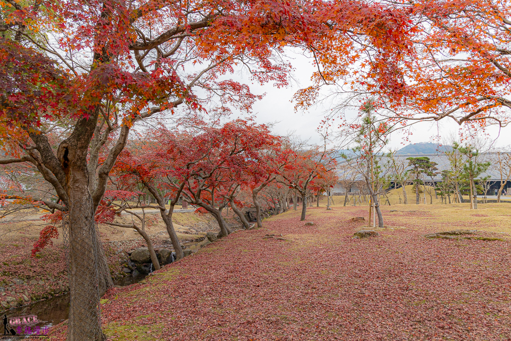 奈良公園,奈良旅遊景點,奈良景點,奈良賞楓,奈良賞楓景點,日本關西景點推薦,日本關西賞楓景點,關西賞楓