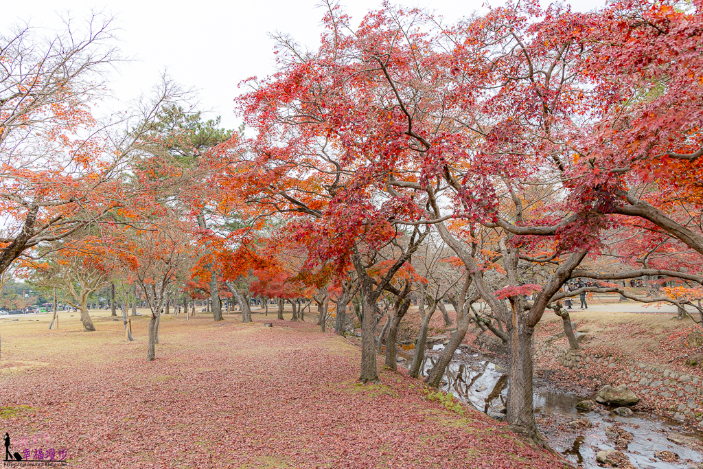 奈良公園,奈良旅遊景點,奈良景點,奈良賞楓,奈良賞楓景點,日本關西景點推薦,日本關西賞楓景點,關西賞楓