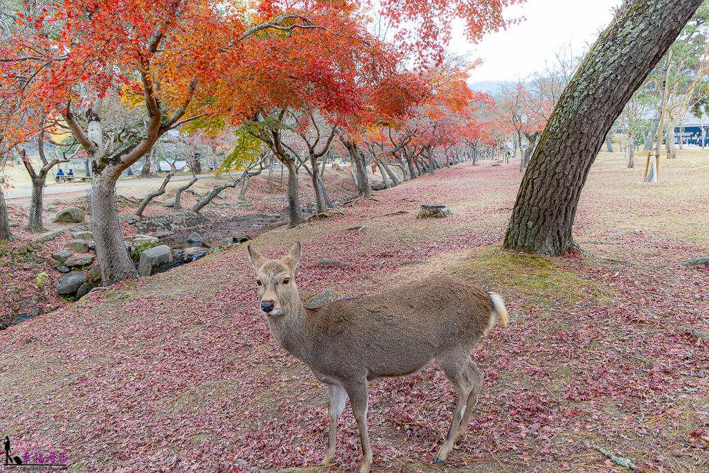 奈良公園,奈良旅遊景點,奈良景點,奈良賞楓,奈良賞楓景點,日本關西景點推薦,日本關西賞楓景點,關西賞楓