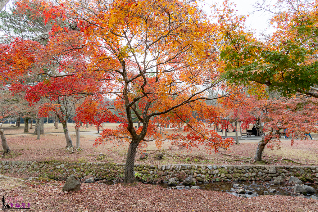 奈良公園,奈良旅遊景點,奈良景點,奈良賞楓,奈良賞楓景點,日本關西景點推薦,日本關西賞楓景點,關西賞楓