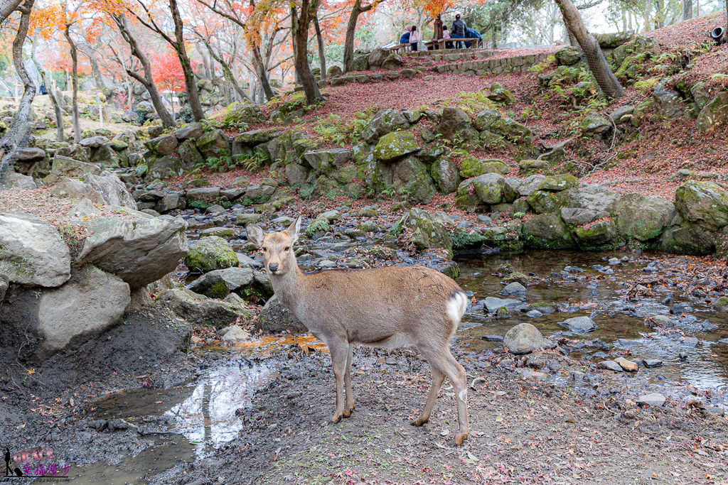 奈良公園,奈良旅遊景點,奈良景點,奈良賞楓,奈良賞楓景點,日本關西景點推薦,日本關西賞楓景點,關西賞楓