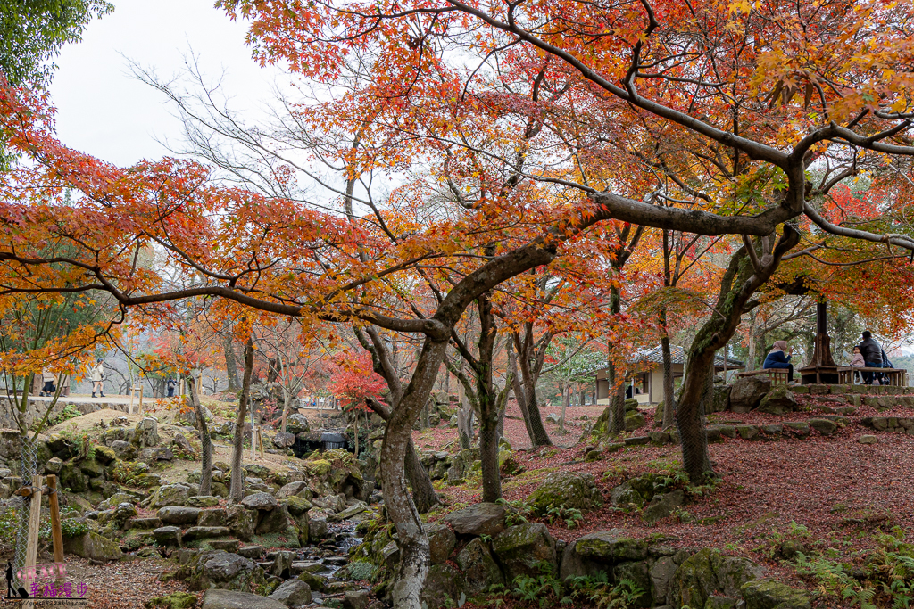奈良公園,奈良旅遊景點,奈良景點,奈良賞楓,奈良賞楓景點,日本關西景點推薦,日本關西賞楓景點,關西賞楓