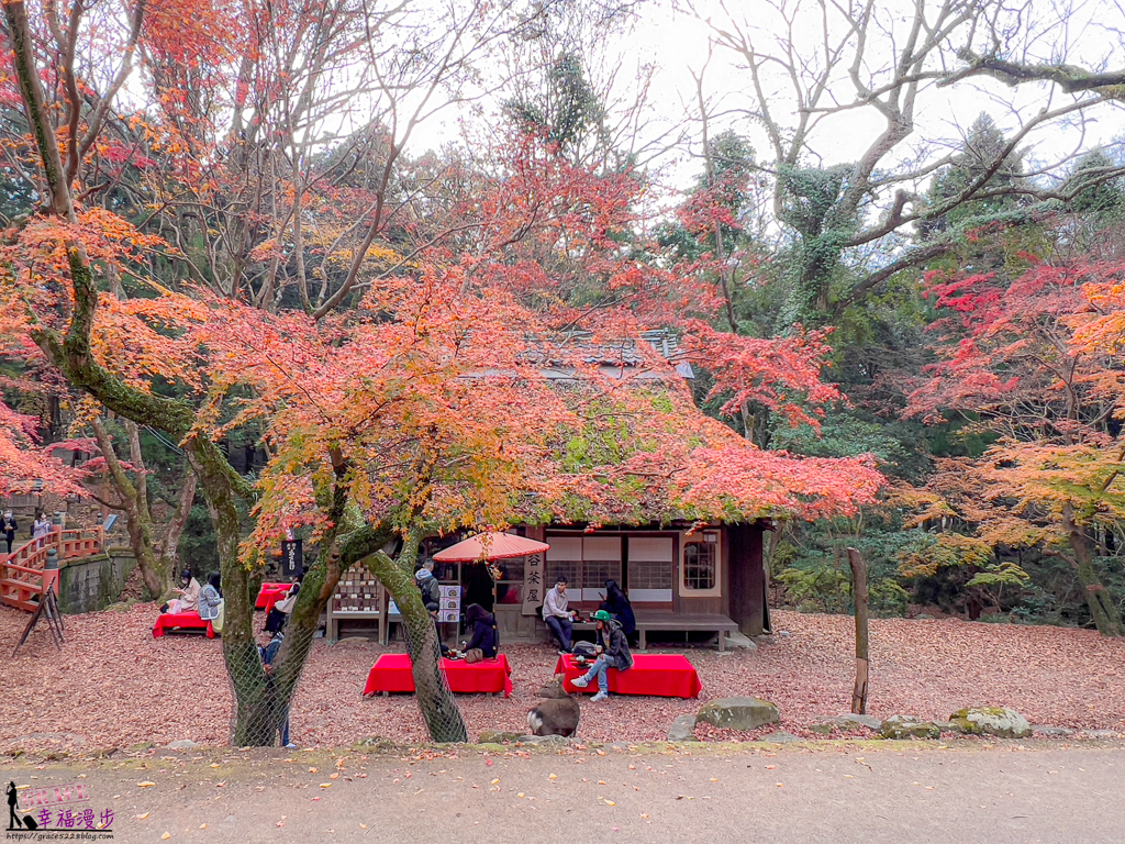 奈良公園,奈良旅遊景點,奈良景點,奈良賞楓,奈良賞楓景點,日本關西景點推薦,日本關西賞楓景點,關西賞楓