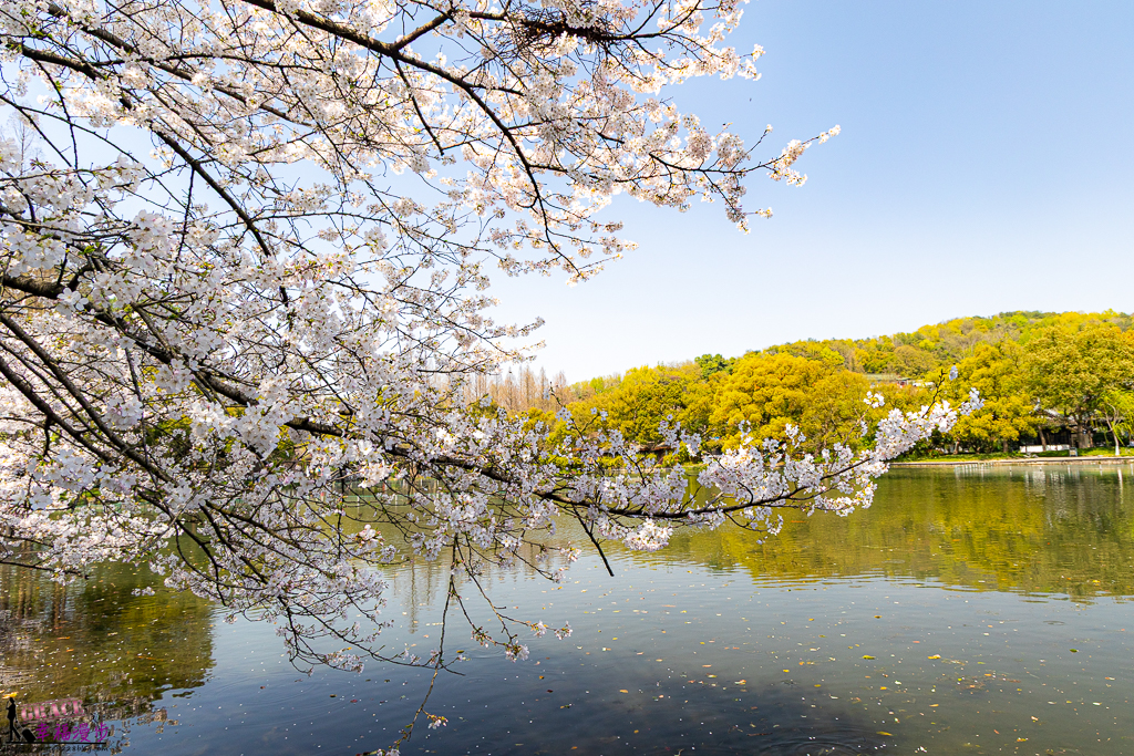 上海景點,大陸江南景點,大陸江南行程規劃,杭州景點,江南景點推薦,烏鎮景點,蘇州.烏鎮.杭州.上海九日行程懶人包,蘇州景點