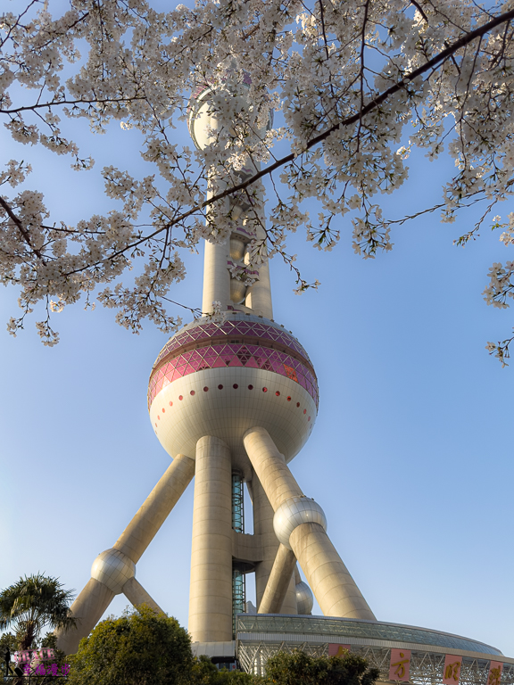 上海旅遊,上海景點推薦,上海東方明珠塔,上海賞櫻,上海賞櫻景點,東方明珠塔